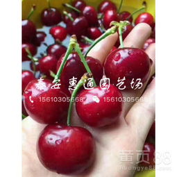 樱桃种子保存大揭秘：3年不腐的秘密在这里！