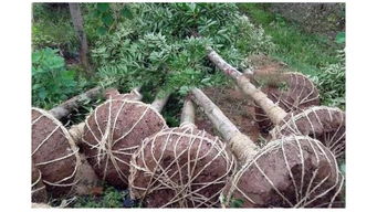 第一招：选苗有讲究