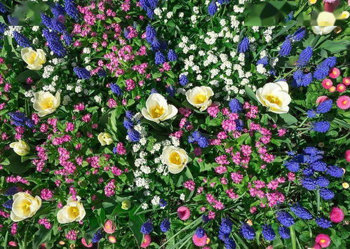 识别紫罗兰：像识人一样，先堪脸