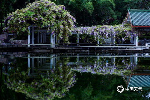 紫藤：花如紫蝶， 壮观美丽