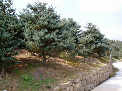 网购五针松，心酸历程