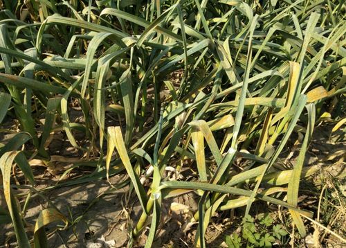 防治大蒜锈病，得用啥子农药呢？