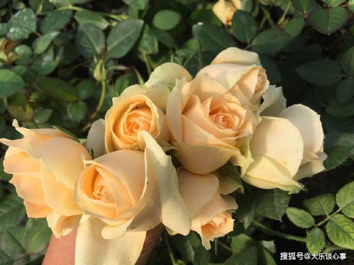 花朵美得让人心醉