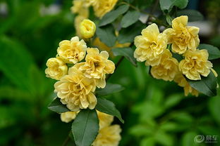 木香花：高可达6米的攀援小灌木