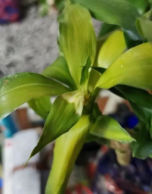 如何给富贵竹主干开芽点