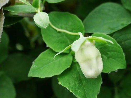 北方的党参种植时间