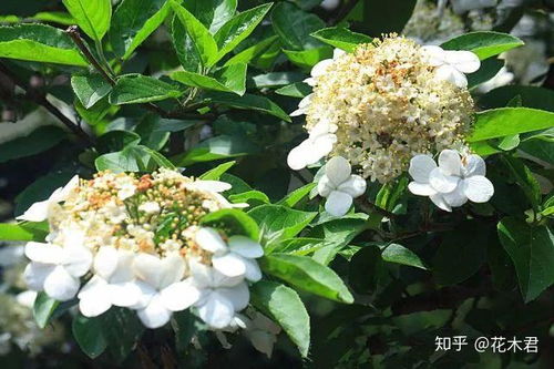 恶霉灵，杀菌又促进生长