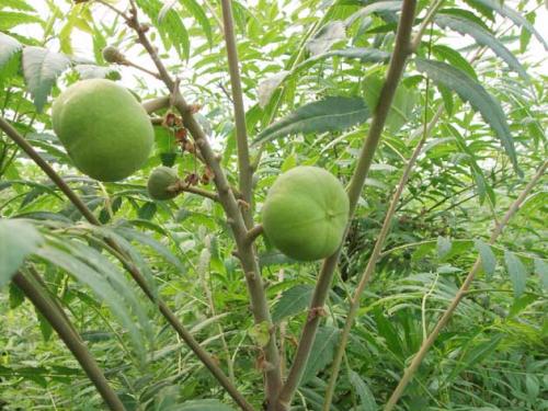 文冠果开花后如何留果？果实成熟后