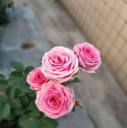 月季生长必须通风，这是为什么呢