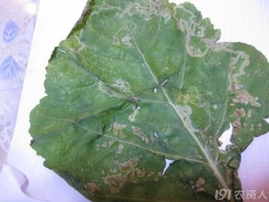 病原菌，究竟是谁？