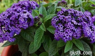 结香花的养殖技巧：保持通风， 适量浇水