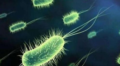 复合型农药的细菌成分