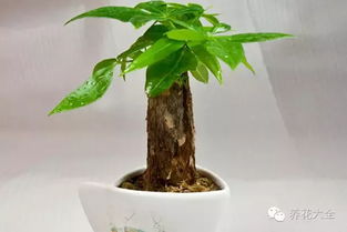 发财树烂根？切根消毒