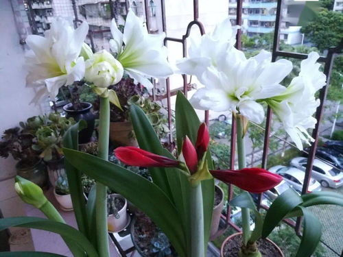 剑兰花水养秘籍，养植无忧，新手必看！