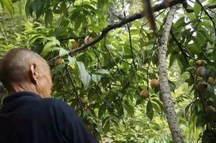 专家是怎么说的？