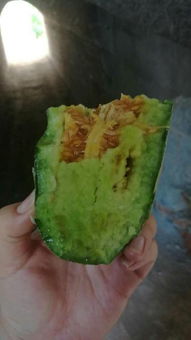 羊角蜜甜瓜种植，这个月份种准没错