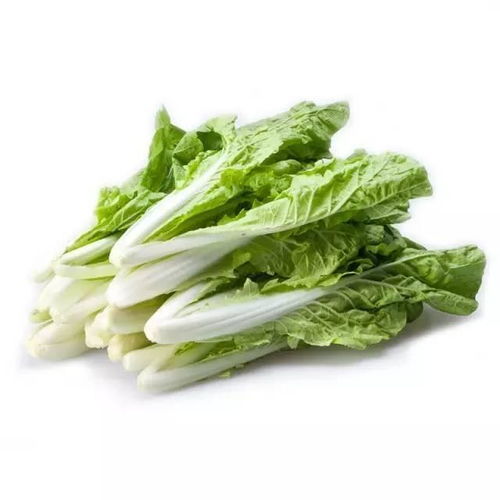 蔬菜移栽那些事儿