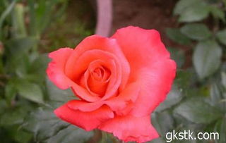 月季花的魅力：为什么叫“死人花”