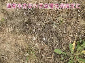 红花草地能打什么除草剂，能有效去除草地的杂草？