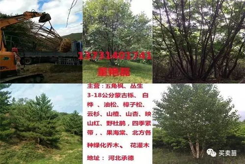 网上苗木生意：靠谱还是风险？