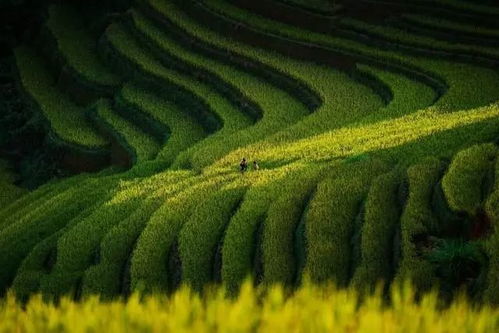 第三招：除草有技巧，省时又省力