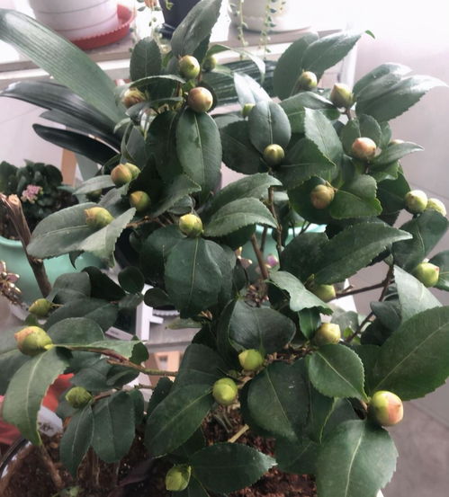 为什么我养的茶花花苞者阝干枯掉落？