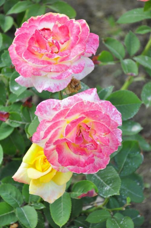 紫色月季之美，令人惊叹！