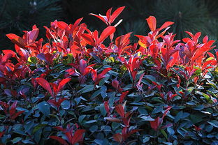 红叶石楠价格揭秘：80cm高的红叶石楠多少钱一棵？