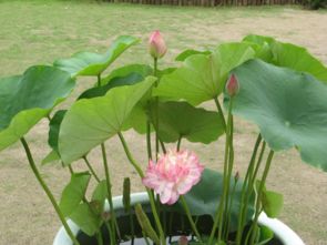 家养荷花冬季怎么存放？如何安全过冬