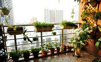 不接地气，植物如何适应？