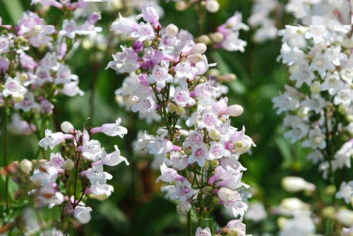 热辣辣的7月，草本植物嫩活吗？