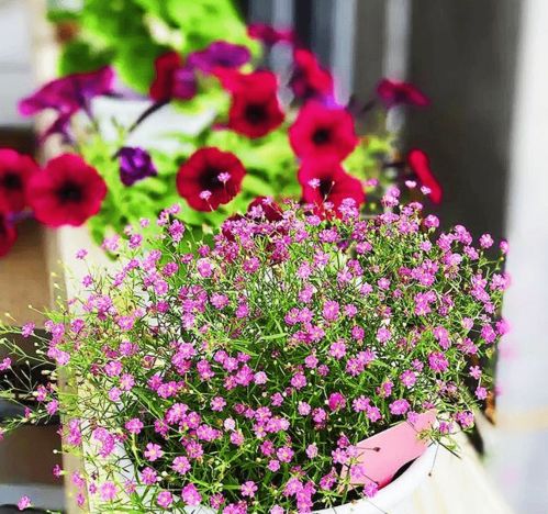 红枫：美丽耐寒，不怕雨季