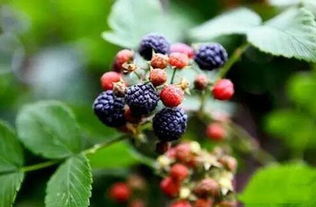 五味子种子种植季节全解