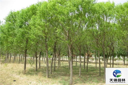 种植旱柳， 你需要注意这些