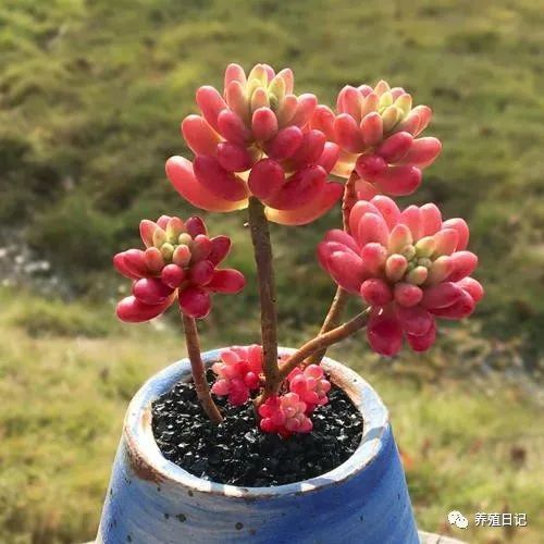 2. 三色堇：猫脸小花抗冻王