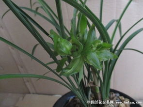 春兰花期长，年开2-3次花，爆款春兰栽培技巧