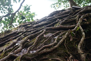 百年老树的繁殖诀窍，原来是这样！