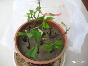 栀子花懒人水培扦插能否存活，老枝条扦插方法有哪些注意事项
