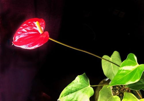 红掌花儿为什么暗淡啦？