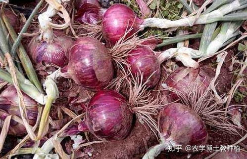 洋葱种植技术为什么掌握不好？