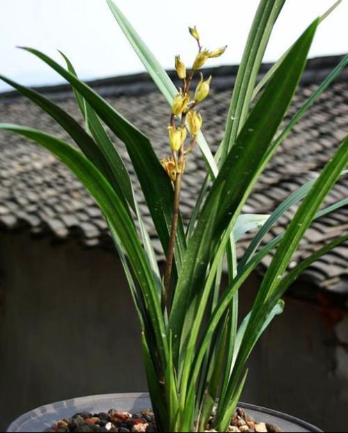 墨兰的成长日记