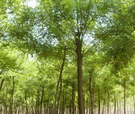 国槐树苗，哪里有供应基地？