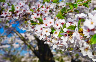 银花盛开，这花里藏着什么秘密