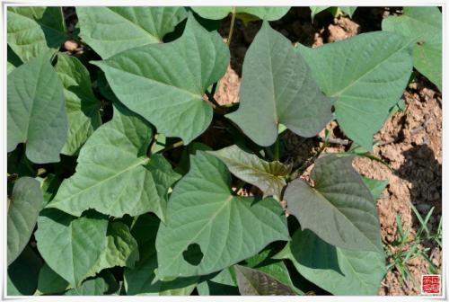 红薯繁殖之谜：根与茎的较量