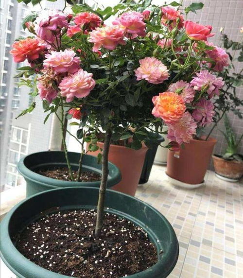 选个好砧木， 月季才Neng长得好