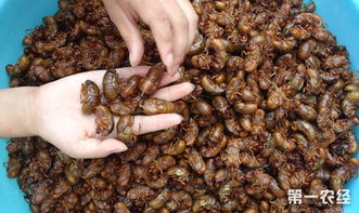 邢台果农的丰收秘籍