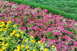 月季花的魅力大揭秘