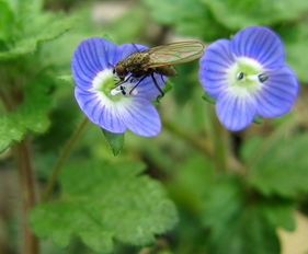 花园中的小舞者：虫子与花卉的共生之舞