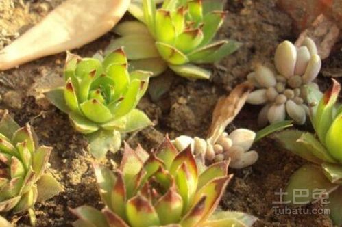 第一步：选种子， 就像挑朋友一样