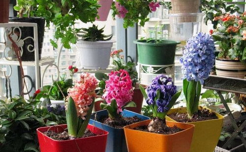 种花那些烦心事